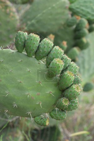 ripening fruits of prickly pear