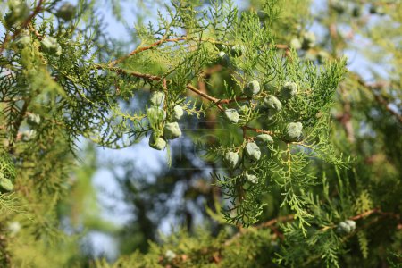 leaves of and seeds of Thuja Orientalis 