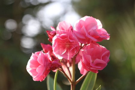 Pink Oleander flowers (Nerium oleander) in spring