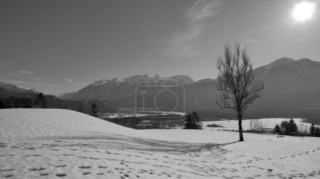 Foto de Pequeño árbol desnudo en invierno proyectando una sombra - huellas en la nieve y grandes rayos de sol sobre el árbol en blanco y negro en Austria - Imagen libre de derechos