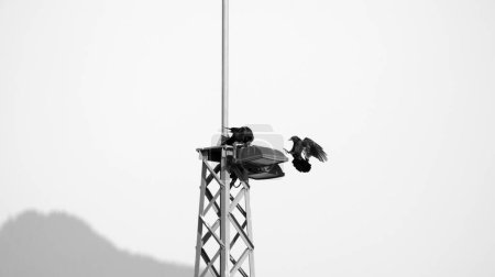 Téléchargez les photos : Raven atterrit sur une lanterne phare en noir et blanc - en image libre de droit