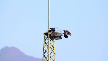 Téléchargez les photos : Raven atterrit sur une lanterne de phare - en image libre de droit