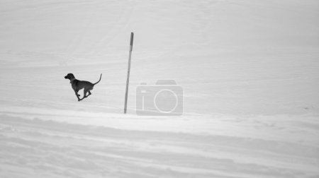 Photo for Dog jumping in large winter landscape with a lot of snow in black and white - Royalty Free Image