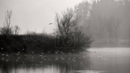 Photo for Flock of seagulls flying over lake in winter fog - Royalty Free Image