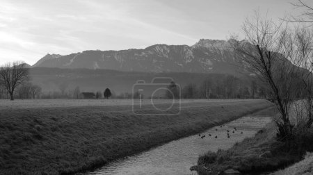 Photo for River in winter morning landscape with ducks swimming on it and snow covered mountains in background in black and white - Royalty Free Image