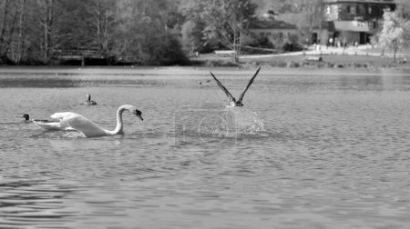 Photo for Goose flees on the water from a swan and leaves a wall of water in black and white - Royalty Free Image