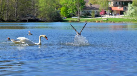 Photo for Goose flees on the water from a swan and leaves a wall of water - Royalty Free Image