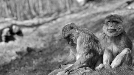 Foto de Dos monos berberiscos sentados en una colina, uno mirando hacia abajo, el otro mirando hacia arriba en blanco y negro - Imagen libre de derechos