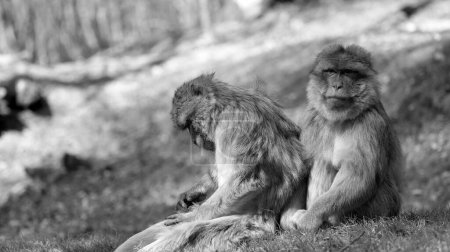 Foto de Dos macacos berberiscos sentados en una colina uno detrás del otro, uno con la cabeza hacia abajo, el otro mirando a la cámara en blanco y negro - Imagen libre de derechos