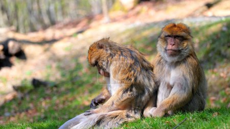 Foto de Dos macacos berberiscos sentados en una colina uno detrás del otro, uno con la cabeza hacia abajo, el otro mirando a la cámara - Imagen libre de derechos