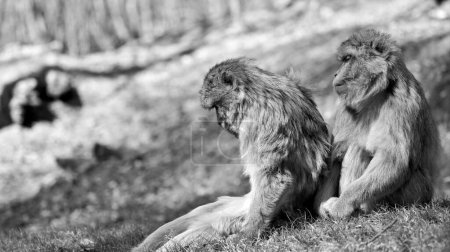 Foto de Dos macacos berberiscos sentados en una colina uno detrás del otro, uno con la cabeza hacia abajo, el otro con los ojos medio cerrados en blanco y negro - Imagen libre de derechos