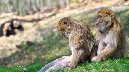 Foto de Dos macacos berberiscos sentados en una colina uno detrás del otro, uno con la cabeza hacia abajo, el otro con los ojos medio cerrados - Imagen libre de derechos