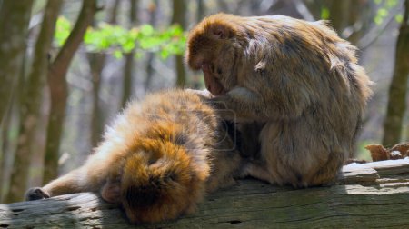Foto de Un simio bárbaro desea al otro tendido a su lado. - Imagen libre de derechos