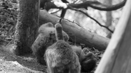 Foto de El bebé simio salvaje yace riendo en el suelo, un segundo frente a él en blanco y negro - Imagen libre de derechos