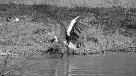Photo for Wet stork with big wings stretched up rises from water in black and white - Royalty Free Image