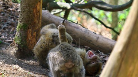 Foto de El bebé simio salvaje yace riendo en el suelo, un segundo frente a él - Imagen libre de derechos