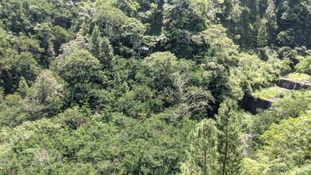 Blick auf den Kalikuning Fluss voller Bäume und Büsche. Der Kalikuning Fluss ist eine der Routen heißer Wolken und kalter Lava, wenn der Merapi ausbricht.