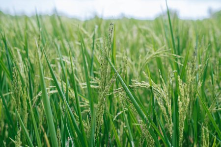 Foto de Close up shot of green or unripe rice or paddy in the field - Imagen libre de derechos