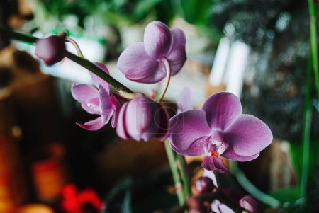 Foto de Una flor Doritaenopsis o Orquídea Lunar Púrpura con fondo bokeh o borroso. Enfoque suave o desenfocado. - Imagen libre de derechos