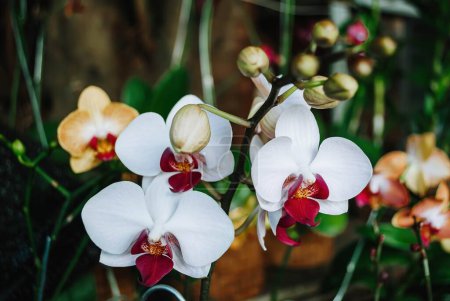 Foto de Una Phalaenopsis Blume o flor blanca y púrpura de la orquídea de la luna con el fondo bokeh o borroso. Enfoque suave o desenfocado. - Imagen libre de derechos