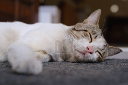 Foto de La toma selectiva de enfoque de un gato está durmiendo en el suelo - Imagen libre de derechos