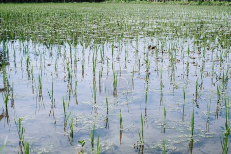 Neu gepflanzter Reis auf dem Feld