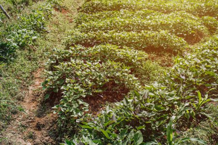 Foto de Plantación de té agrícola o Camellia Sinensis - Imagen libre de derechos
