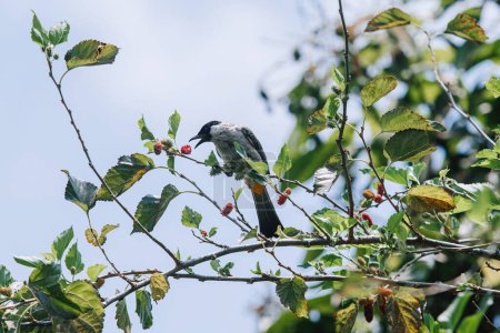 Foto de El ave Bulbul cabezota es miembro de la familia Pycnonotidae posada en el árbol y come fruta Morus o mora. - Imagen libre de derechos