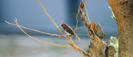 Foto de El ave Bulbul cabezota es miembro de la familia Pycnonotidae posada en el árbol - Imagen libre de derechos