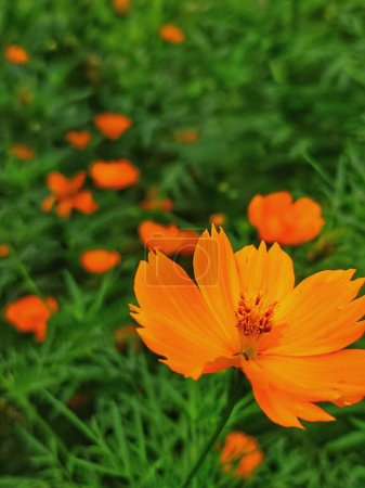 Orangefarbene Kosmosblumen (Cosmos sulphureus) blühen im Garten
