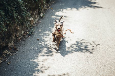 Photo for Running fast little grey puppy on the road in sunny day - Royalty Free Image