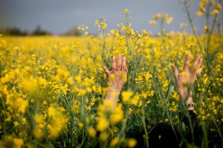 Téléchargez les photos : Vue arrière des bras levés au milieu du champ avec des fleurs jaunes - en image libre de droit