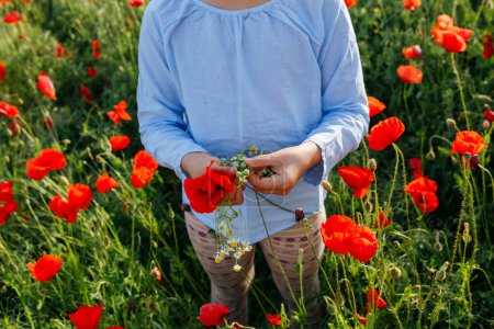 high angle view of child standing in the field of poppies exploring the plants