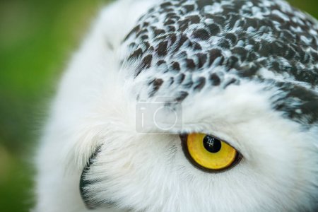 Photo for Owl close up. Portrait of a beautiful predator and hunter bird. Yellow clazas and large beak of an owl. - Royalty Free Image