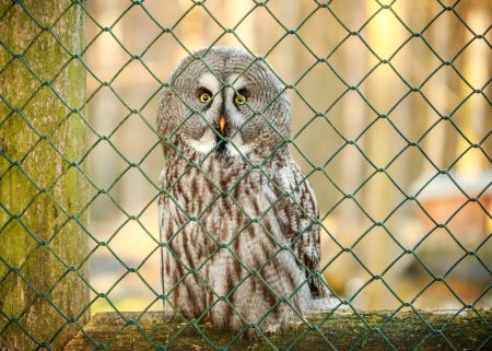 Foto de Búho gris en una rama en una jaula. Pájaro en el zoológico. Cazador salvaje búho pájaro tras las rejas. - Imagen libre de derechos