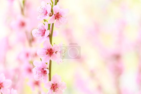 Spring background with pink flowers. Branches of flowering almond macro with soft focus background. Sakura. Blooming cherry. Easter and spring cards. Beautiful pink background.