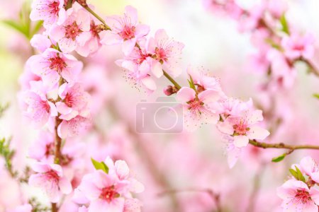 Spring background with pink flowers. Branches of flowering almond macro with soft focus background. Sakura. Blooming cherry. Easter and spring cards. Beautiful pink background.