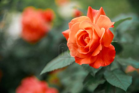 Téléchargez les photos : Belles roses rouges dans le parc - en image libre de droit