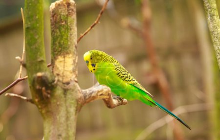 Budgerigar na gałęzi w dziczy w rezerwacie przyrody. Zielona papuga siedzi na gałęzi drzewa.