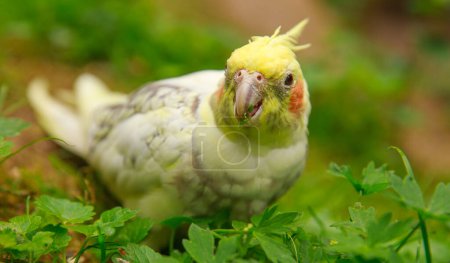 Corella Papagei aus nächster Nähe. Makrofotografie eines Vogels in freier Wildbahn.