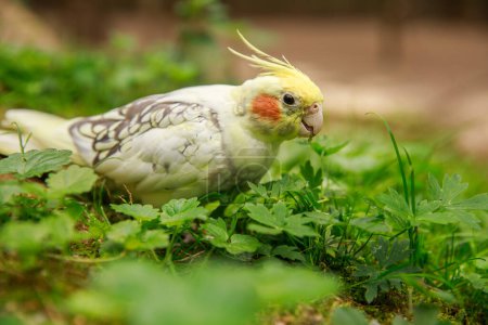 Corella Papagei aus nächster Nähe. Makrofotografie eines Vogels in freier Wildbahn.