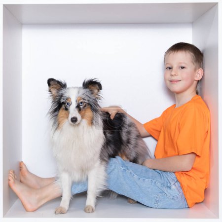 Boy with a Scottish Sheepdog on a white background. A schoolboy sits in white interior furniture with a beautiful blue-eyed collie dog.