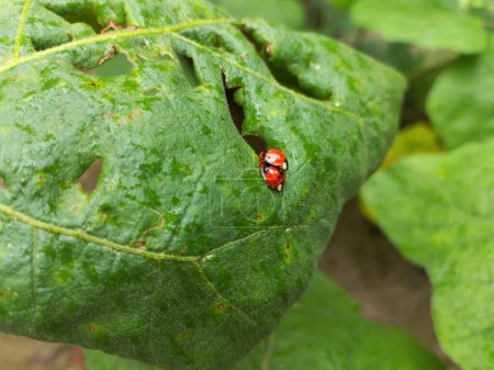 close up of green leaf and Ladybugs mating on green leaf.