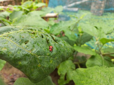 Ladybugs mating on green leaf. green leaves of a plant