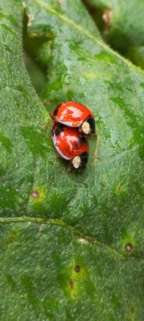 red ladybug on green leaves, Loving each other Ladybugs.