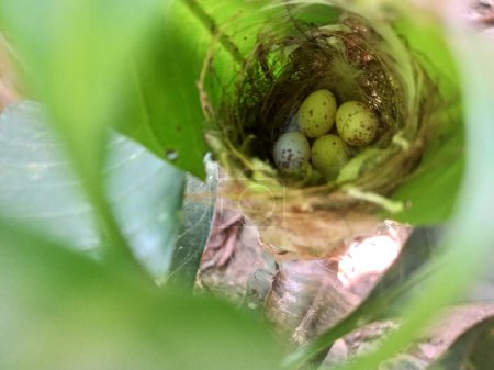 Vier Schneidereier in einem Nest. Nest mit Vogeleiern auf Blättern in der Natur