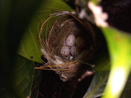 A nest cradles bird eggs on a leaf in the natural world. It contains four Tailorbird eggs nestled within.