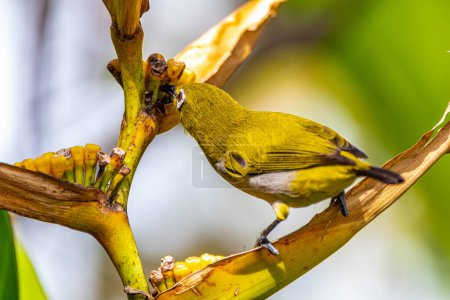 Photo for The Javan white-eye (Zosterops flavus) - Royalty Free Image
