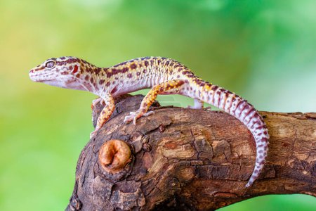 Photo for The leopard gecko or common leopard gecko (Eublepharis macularius) - Royalty Free Image
