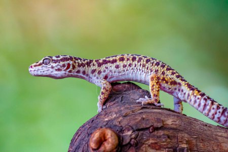 Téléchargez les photos : Le gecko léopard ou gecko léopard commun (Eublepharis macularius) - en image libre de droit
